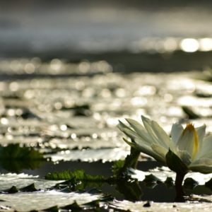 SOULIGHT SOBRIETY:  An Energy Therapy and Healing Program for Alcohol Abuse and Addiction